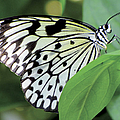 Black and White Butterfly