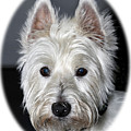 Mischievous Westie Dog