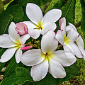 More Plumeria Flowers in Key West